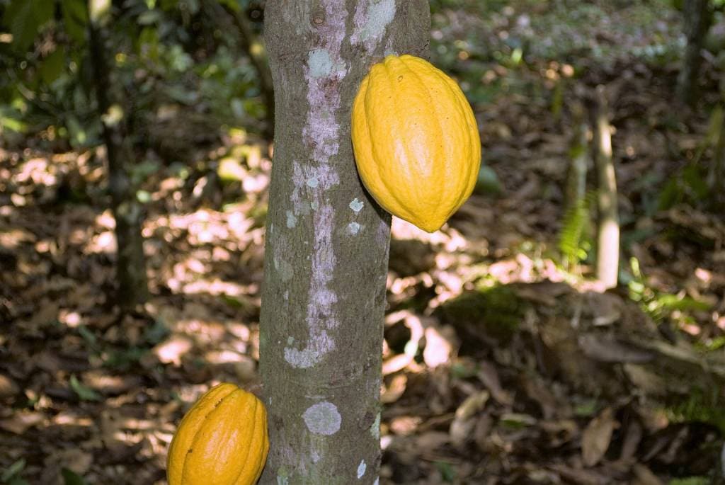 Cacao listo para exportación
